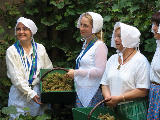vendanges au Bouffay 2006